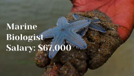 Marine Biologist Salaries: Exploring the Depths of Marine Science and Earning a Good Living