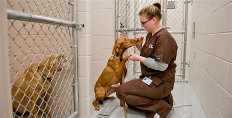 Veterinary Medicine Salaries: Providing Care for Animals and Enjoying a Lucrative Career