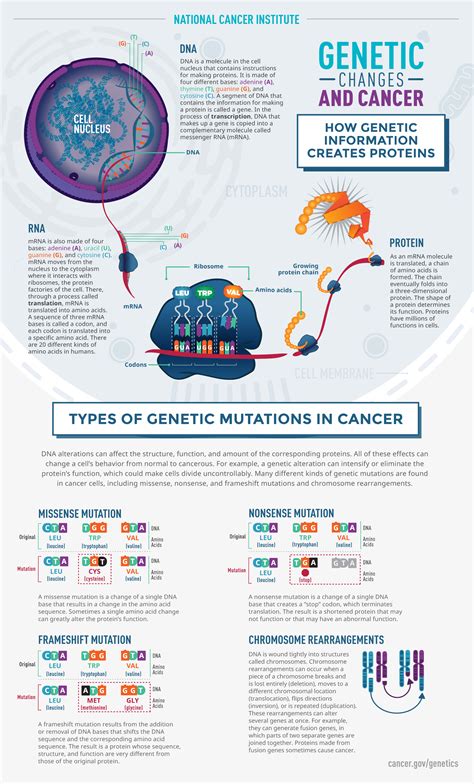 The Role of Genetics in Understanding and Treating Cancer