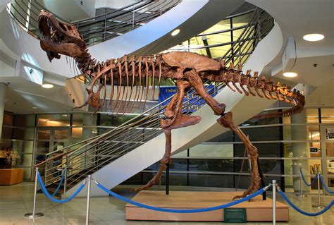 Discover the Dinosaurs: Paleontology Programs in American Universities
